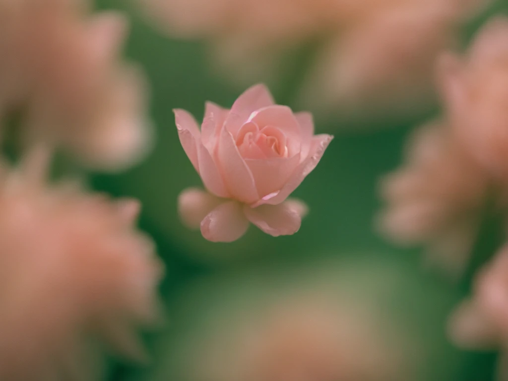 macro photo of a flower, high quality photograph, bokeh, analog, depth of field, portra 800 film, <lora:analogdiffusion_Lora300:1>