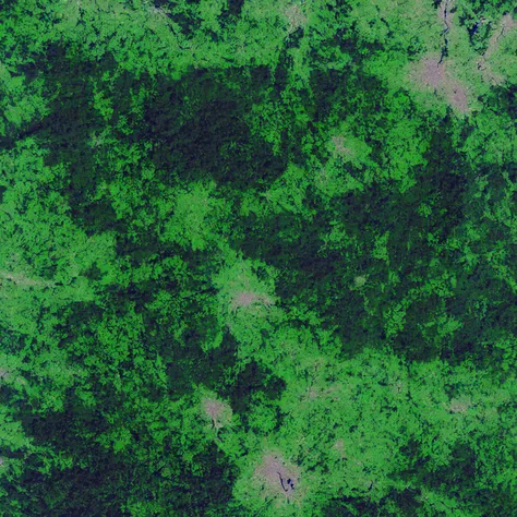 MapSatimageEU, forest