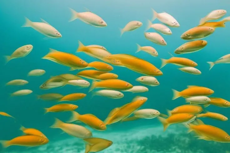 a lot of beautiful fish, hyperrealism, high detailed background, 8k uhd, dslr, soft lighting, high quality, Fujifilm XT3, HD, Sharp, film grain, polaroid style, transparent water, masterpiece, small plants in background, in the ocean, sunlight from top, rocks on bottom, air bubbles, depth of field,<lora:chocoskin:1.0>
