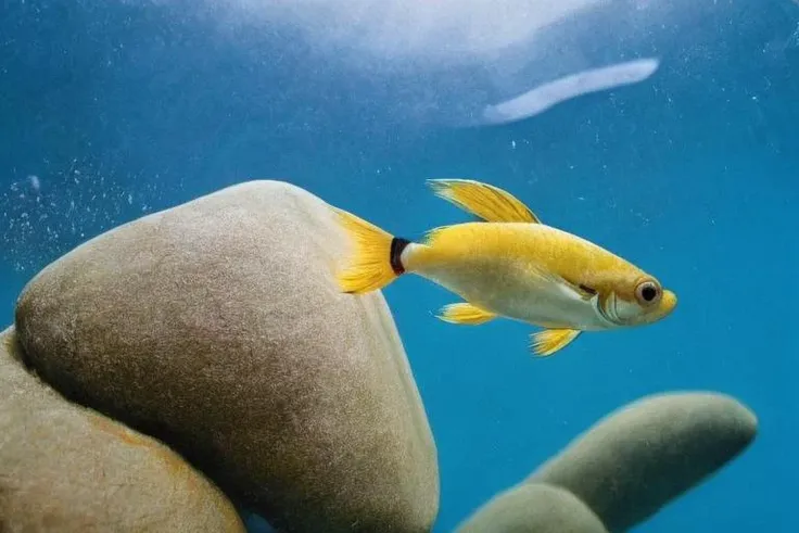a lot of beautiful fish,hyperrealism, highly detailed background, 8k uhd, dslr, soft lighting, high quality,, Fujifilm XT3, HD, Sharp, film grain, polaroid style, transparent water, masterpiece, small plants in background, in the ocean, sunlight from top, rocks on bottom, air bubbles, depth of field,<lora:Aliceinwonderland_character-20:1.0>