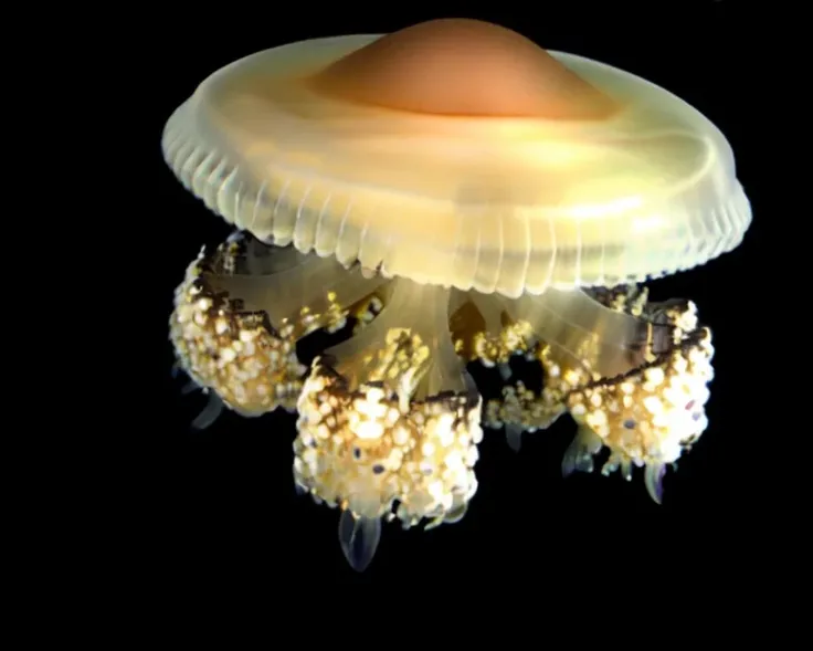 water, solo, shiny, food focus, jellyfish, sea, realistic, <lora:Cotylorhiza_tuberculata_v1:0.7>, black_background