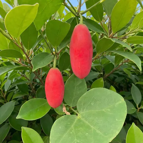 <lora:SDXL coccinia grandis-000006:0.8>
coccinia grandis,best quality, high quality, highres, masterpiece, The vines have red and green rcoccinia grandis,plant,