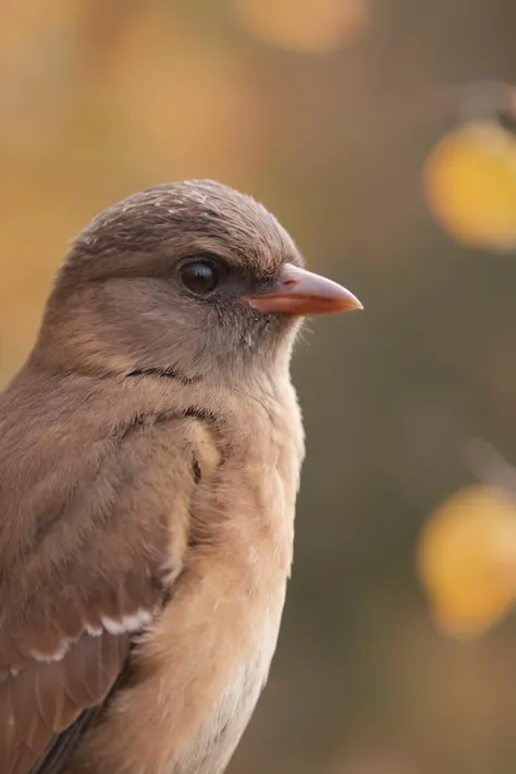 a close up of a bird, autumn bokeh, piercing gaze