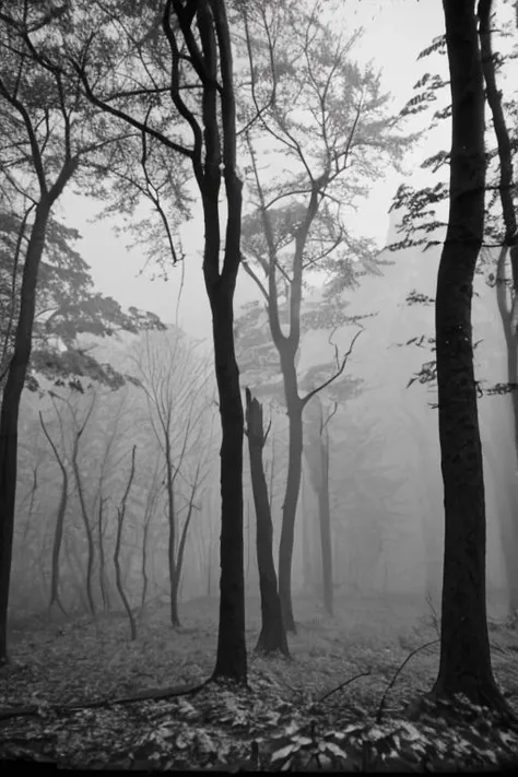 bw_kiev, polaroid: a foggy forrest, old trees, a lot of leafs