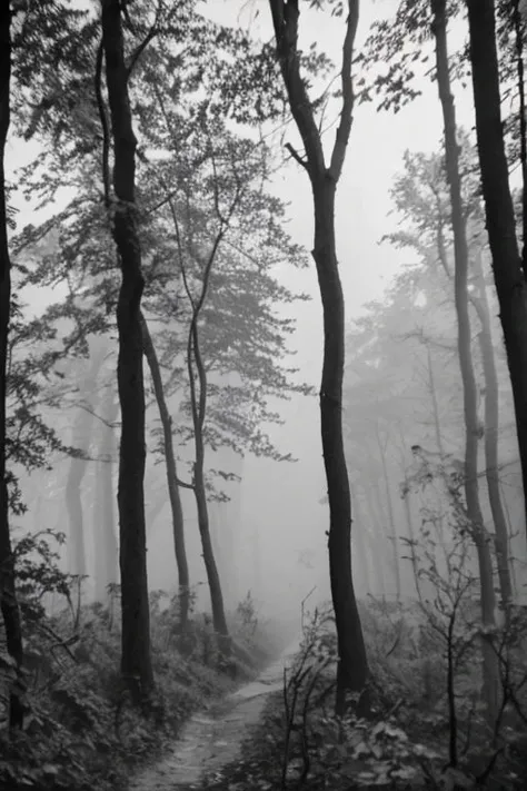 bw_kiev, polaroid: a foggy forrest, old trees, a lot of leafs