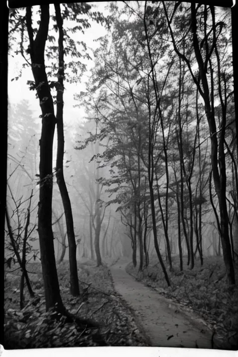 bw_kiev, polaroid: a foggy forrest, old trees, a lot of leafs