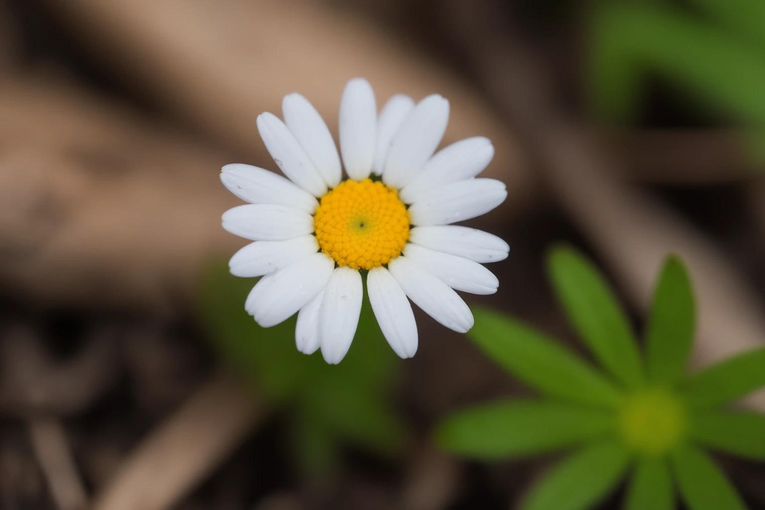 a perfect closeup photo of a tiny daisy flower on the overgrown forest floor