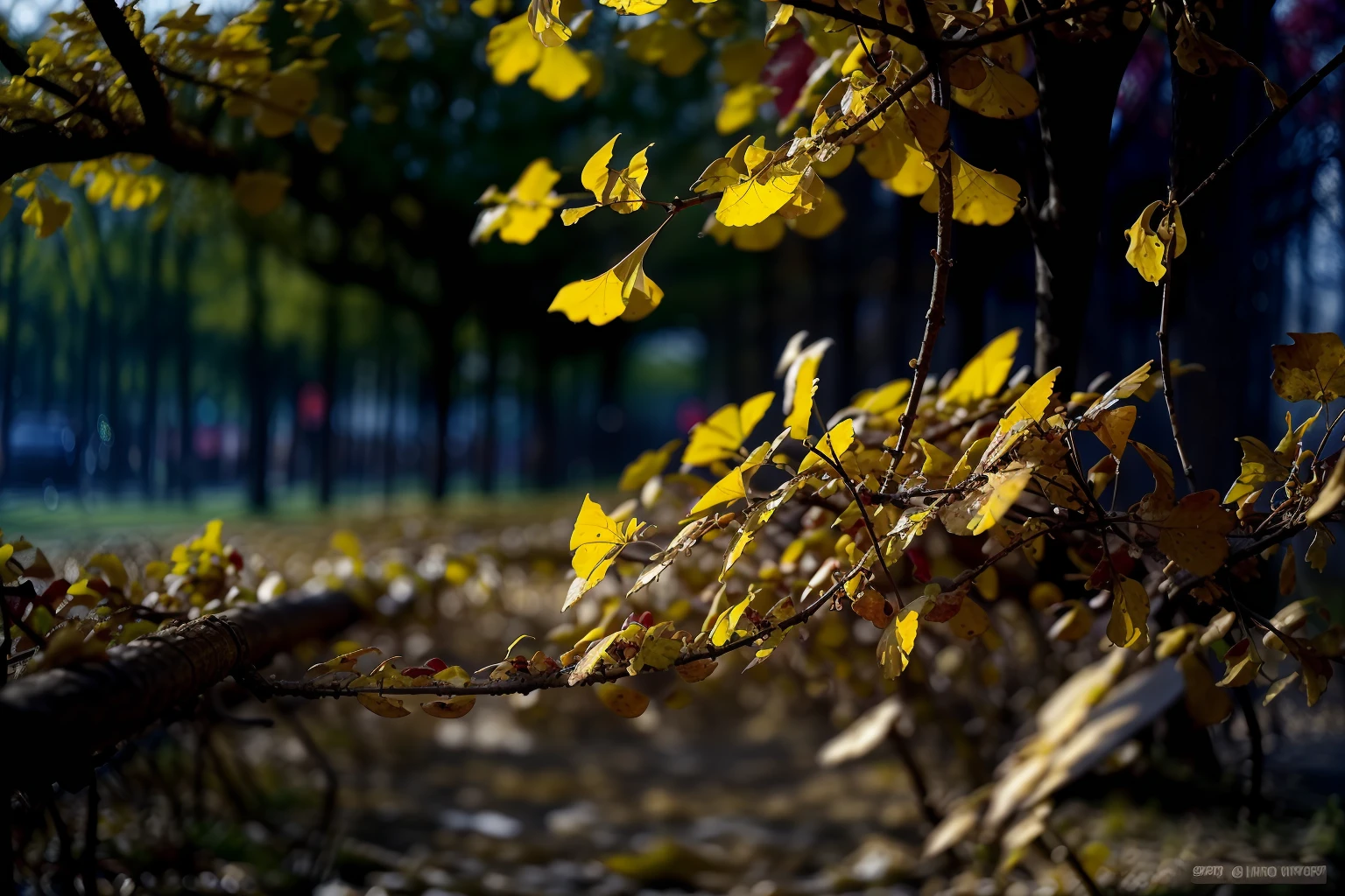 outdoors,<lora:ginkgo_v1:0.7>,ruanyi0001,people,<lora:detail_slider_v4:5>,autumn leaves,(red-panic-button-positive:1.3),<lora:nighttime_v1:1.2>,no humans,, best quality,masterpiece,high quality,real,realistic,super detailed,full detail,8K,