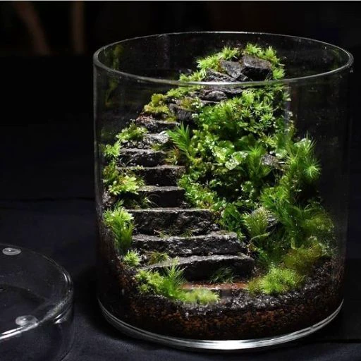 realistic, 8k, terarium