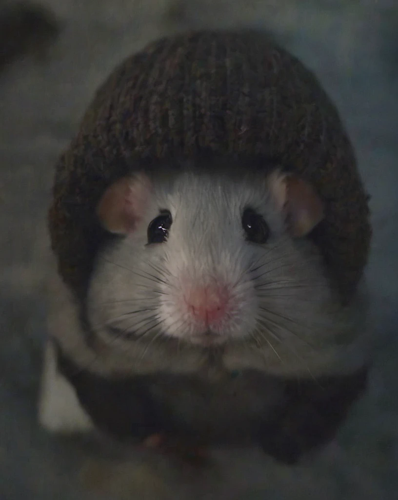 bwp-face, bwp-style,  nighttime, close-up,  scared and crying (hamster:1.3) wearing a grey beanie, dark forest background, cropped, movie, (animal focus:1.1), lowkey, film grain,  <lora:- SDXL - bwp-style_blair_witch_project1999_V1.0:.8> <lora:- SDXL - n-eeyblch_eye_bleach_V1.0:.7>