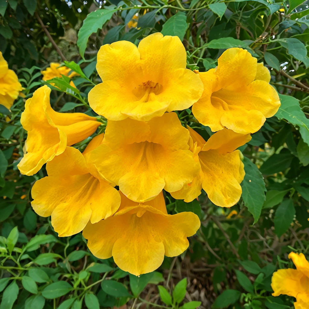 <lora:tecoma 200M SDXL-000010:0.8>
tecoma, flower, best quality, high quality, highres, masterpiece, highest quality, ultra-high definition, 8k,