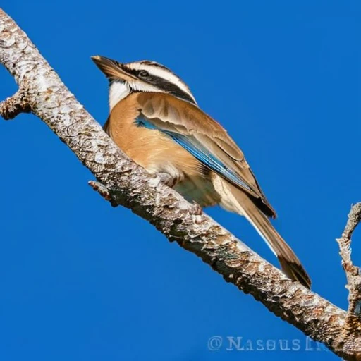 A beautiful bird on a branch against a backdrop of a clear blue sky,<lora:HMSGé¸ç±»æå½±XL-000001:0.1>,