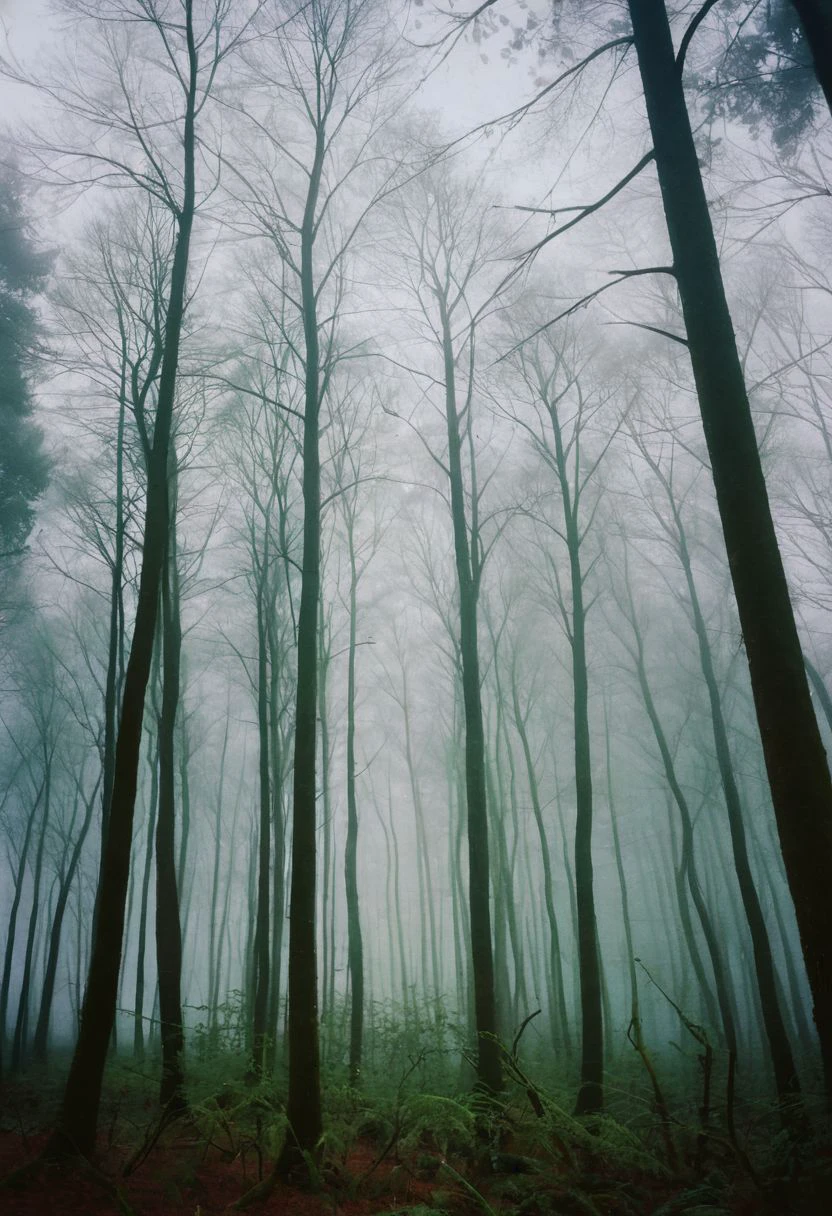 soaked_kaffee, instagramphoto, a foggy forrest somewhere in europe with some birds in the sky, soft shadows, filmgrain