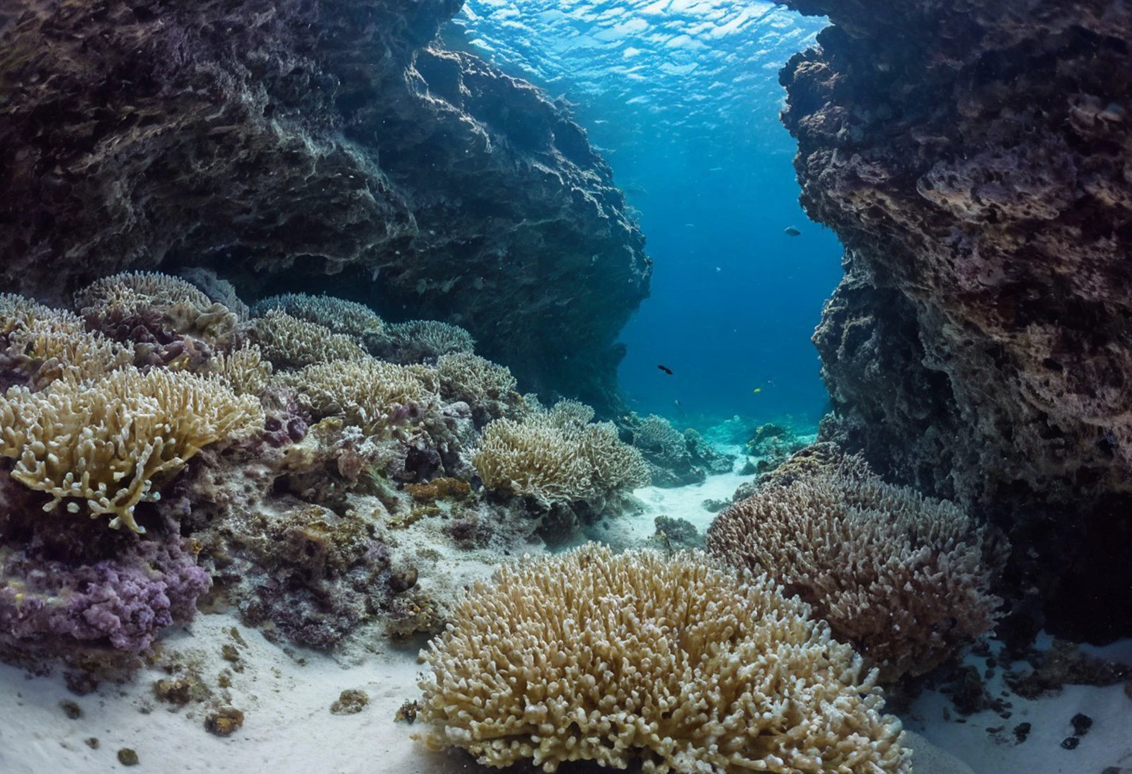 (absolutely highly detailed underwater photo), grotto, (underwater cave:1.6), soft corals, coral reef environment, the ground is white sand, wide shot, (looking down:1.4), establishing shot, fish, sea floor
sun rays, volumetric light
(best quality, incredible detail, ultra high skin detail:1.2) (cool light:1.5) (underwater:1.5) (skinny:1.3) (tight short wetsuit:1.4) (tight shorts:1.5) (floating hair:1.4) (skintight:1.4) (no wrinkles:1.3)
