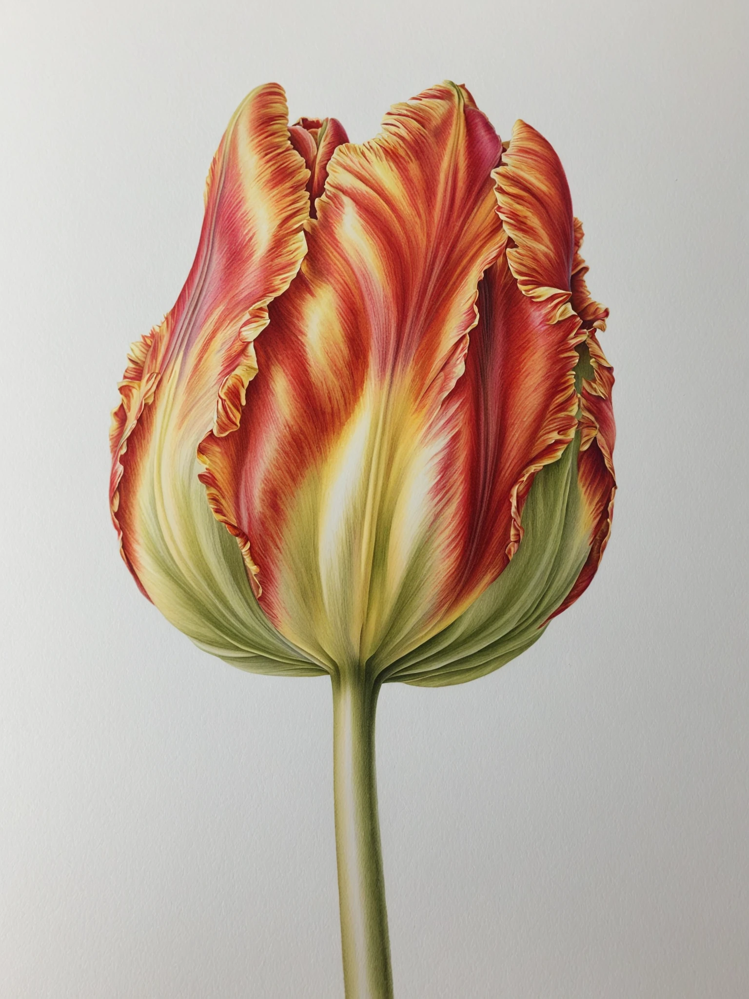 detailed, tulip flower head by ingrid-elias-style, botanical art, white background<lora:ingrid_elias_style:1.0>