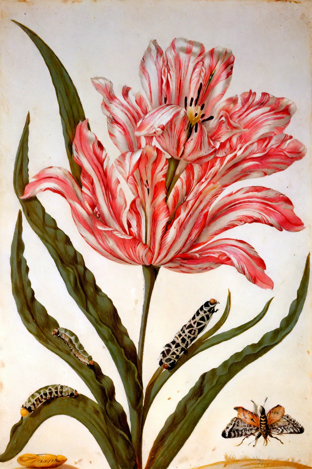 <lora:maria-sibylla-merian_pony_v1:1> ' tulip ' by merian maria sibylla in,flower painting \(genre\),naturalism \(style\), a caterpillar and ants sitting on a tulip, score_9, score_6_up, score_7_up