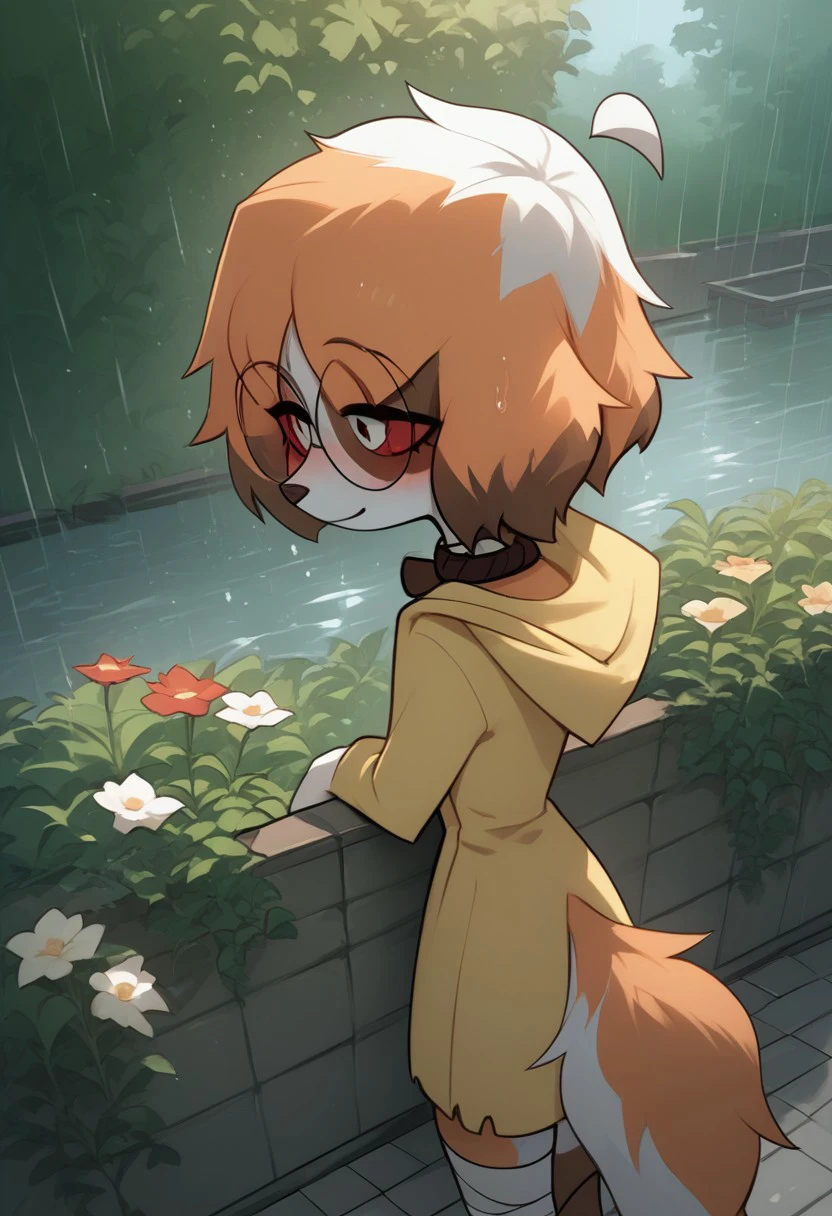 Expressiveh, score_9, score_8_up, score_7_up, score_6_up, score_5_up, best quality, high quality, good anatomy, realistic, high res, nice shading, nice angle, outdoor, 1girl, solo, sol, furry, animal ears, dog ears, tail, ahoge, short hair, multicolored hair, orange hair, white hair, red eyes, white pupils, blush, skinny, petite body, cute face, sunglasses, round eyewear, hood, hood up, collar, bandaged legs, sad, smile, raining, garden, standing, flower, looking_at_flower pick_a_flower, from_behind