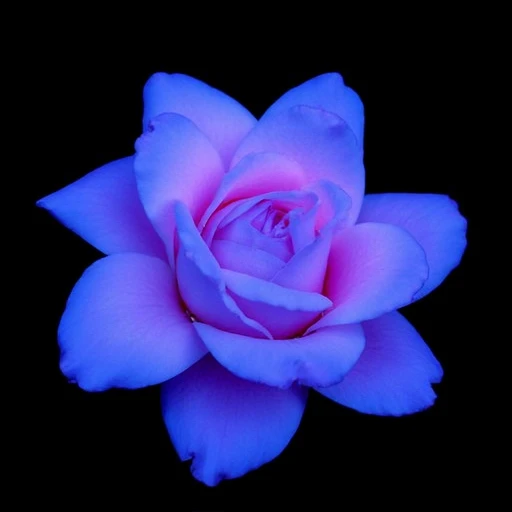 elongated petals that are a vibrant shade of blue, with the innermost petals a soft pink transitioning to a deeper purple at the tips. Each petal is elongated and pointed, This is a high-resolution photograph capturing the intricate details of a single, wavy petals. The petals are a vibrant, deep blue rose. The image captures the flower in extreme detail, more open arrangement. The petals are covered in numerous, displays a symmetrical, fully open flower set against a solid black background