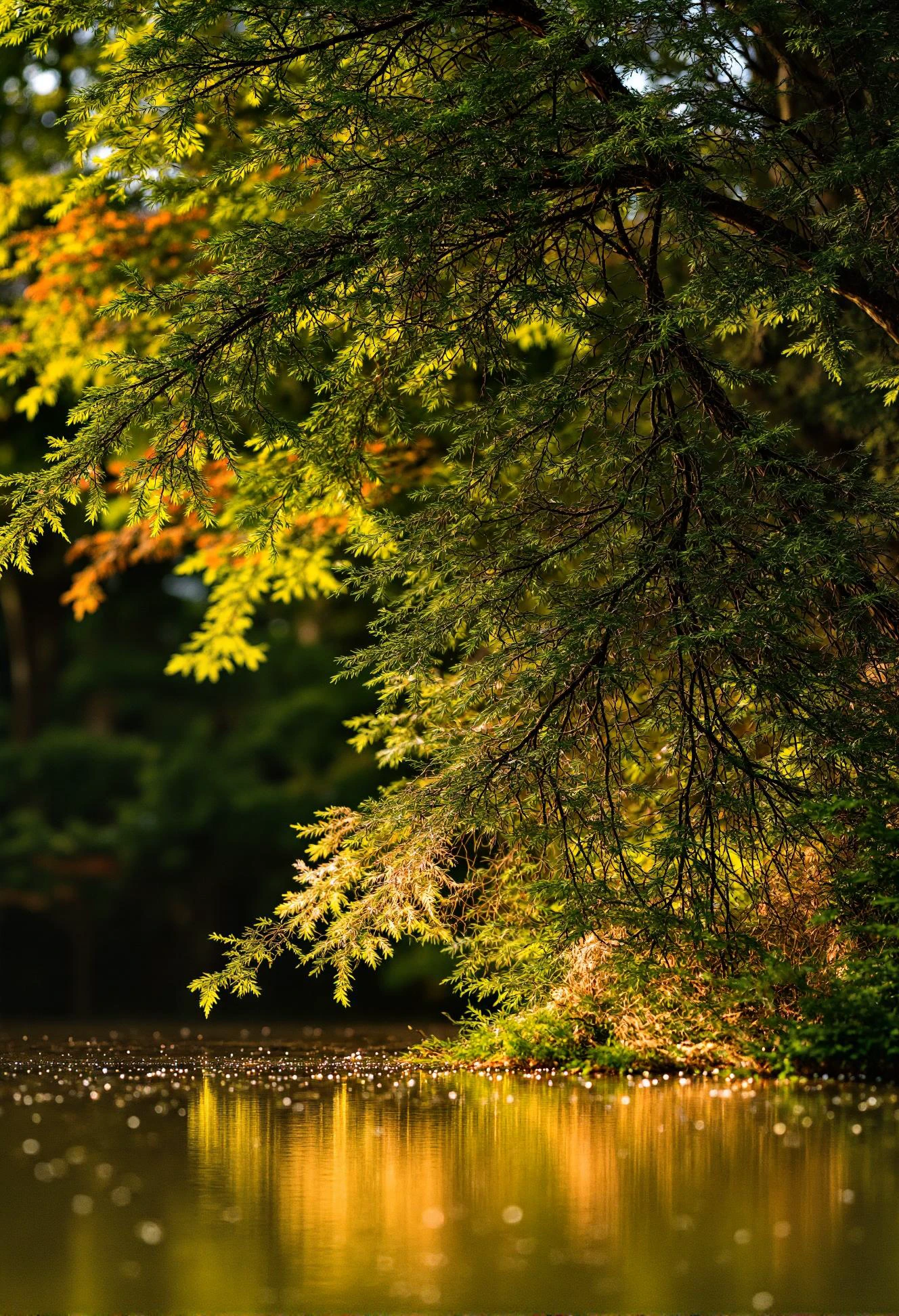 bokeh-macro. This enchanting masterpiece showcases a serene landscape, bathed in golden sunlight filtering through cascading greenery overhead. Delicate shadows dance across the water's surface, shimmering from sun rays refracted through vibrant foliage. The water's gentle movement forms graceful curves, creating mesmerizing patterns and interactions with the liquid light pools below. The main object in this enchanting scene is an intricately woven willow tree, its branches swaying gracefully in the gentle breeze. Its verdant leaves whisper soft murmurs as the sun kisses their surface, bathing the entire landscape in a golden glow. The combination of vivid colors and soft shadows adds depth and life to this impressionistic depiction of tranquility and serenity. One can't help but be mesmerized by the harmonious play of light and shadow, further accentuating the dreamlike ambiance within this ethereal water symphony.