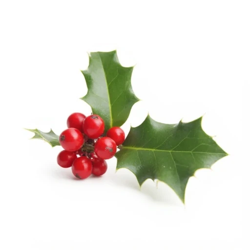 Christmas holly made V1