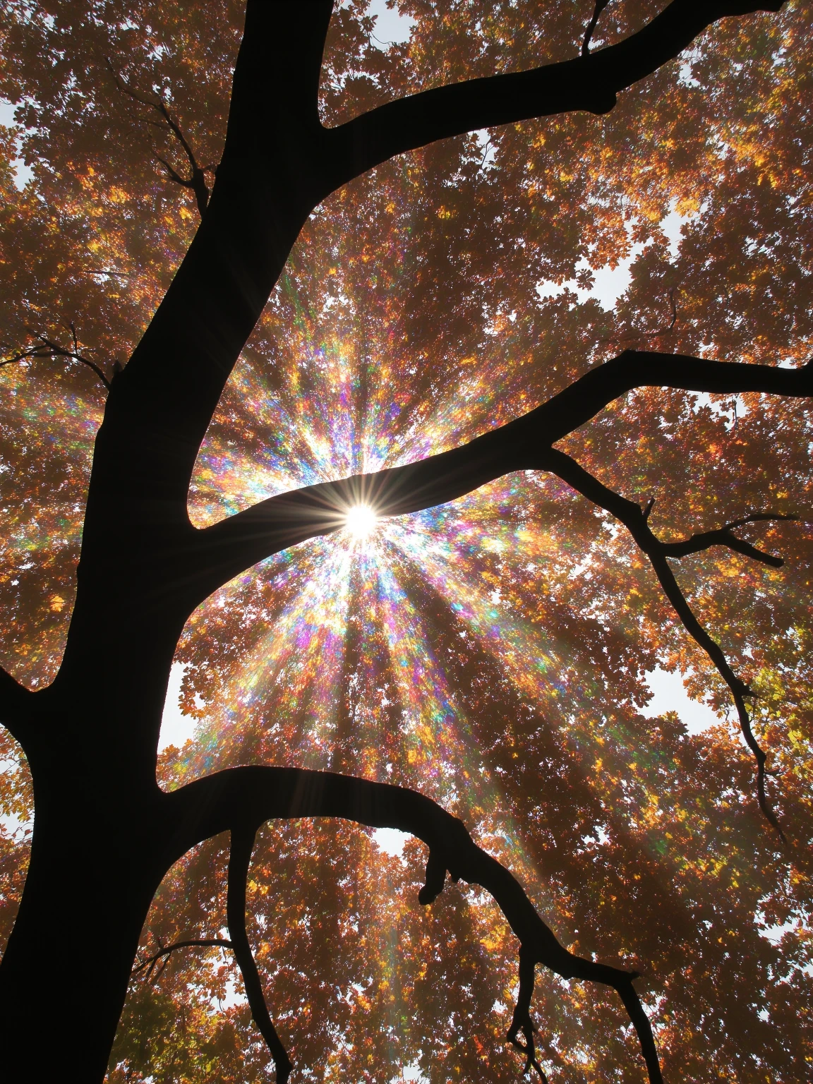 <lora:è¹å½±9:0.7>,hongying,a tree with the sun shining through it's branches and leaves on it's branches,with the sun shining through the leaves,colorful spot,Tyndall effect,