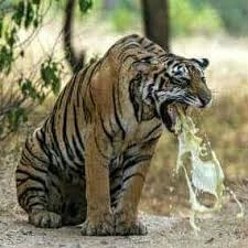 Big cats puking V1