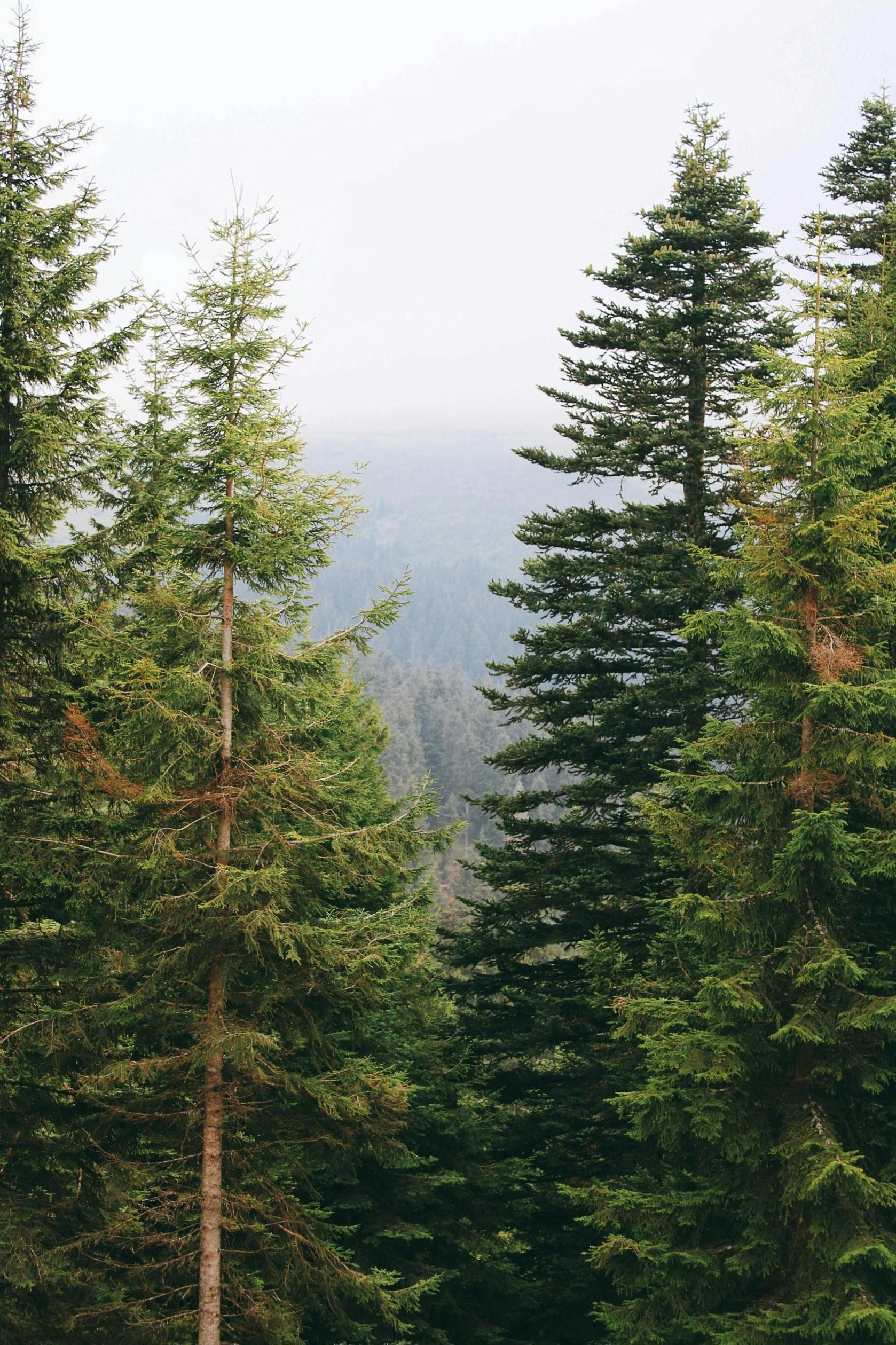 Loose Spruce - Pony V1