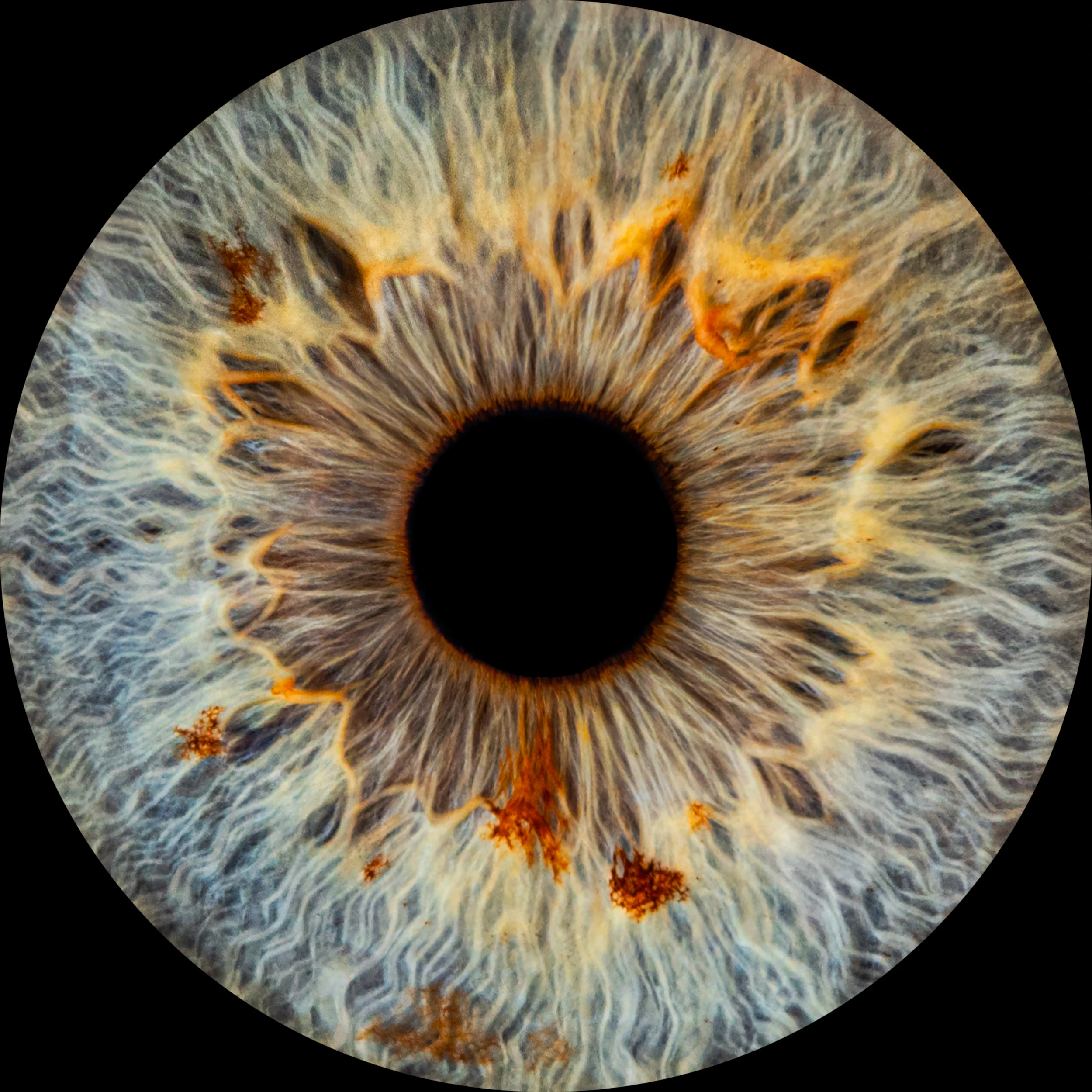 iris_lora v1.0