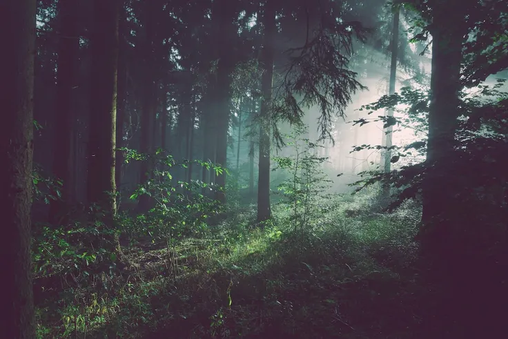 Misty Forest Background