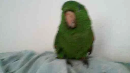 ze carioca