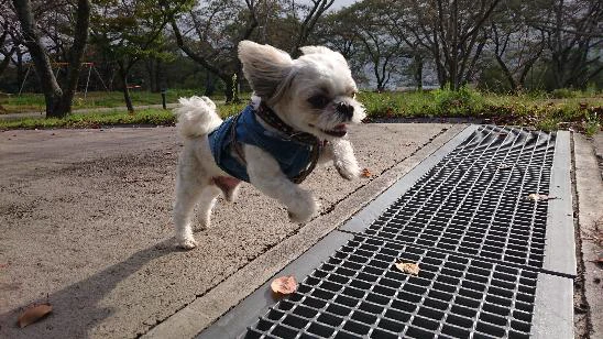 空飛ぶワンコ