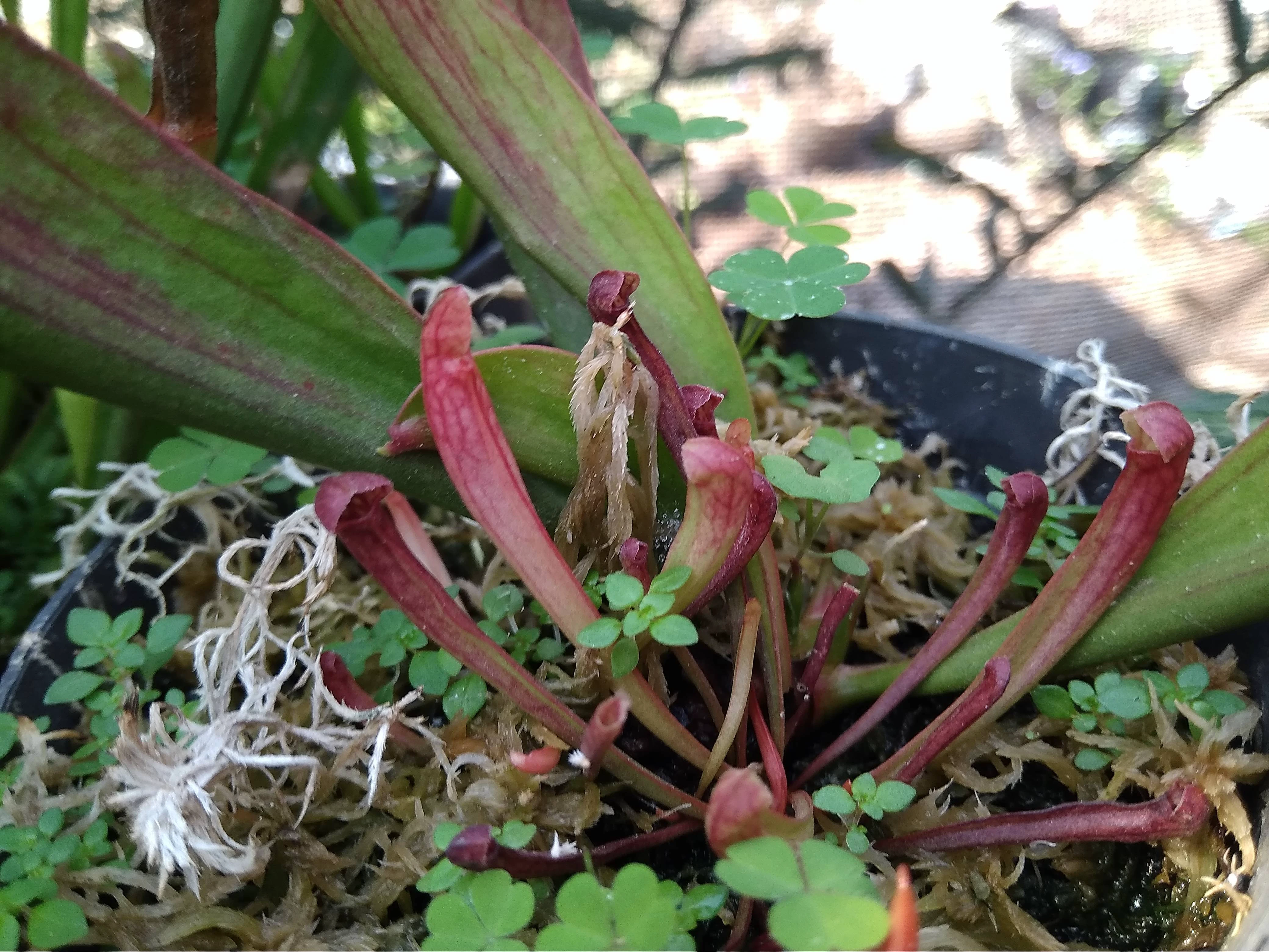 Sarracenia
