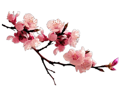 梅花