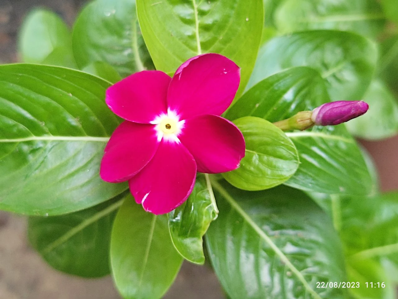 there is a pink flower that is growing in a pot, pink flower, red flower, beauti