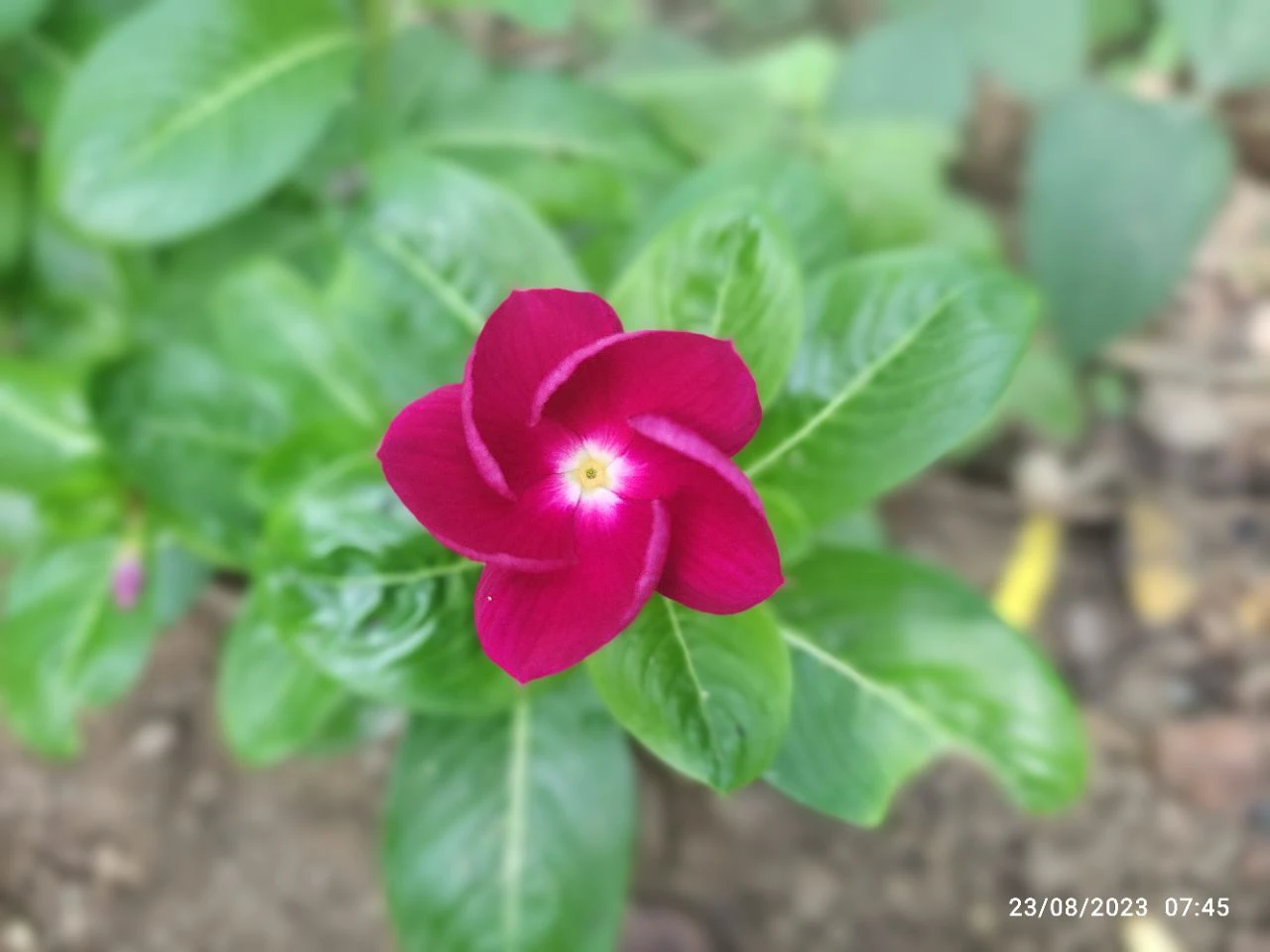 there is a pink flower that is growing in a pot, pink flower, red flower, beauti