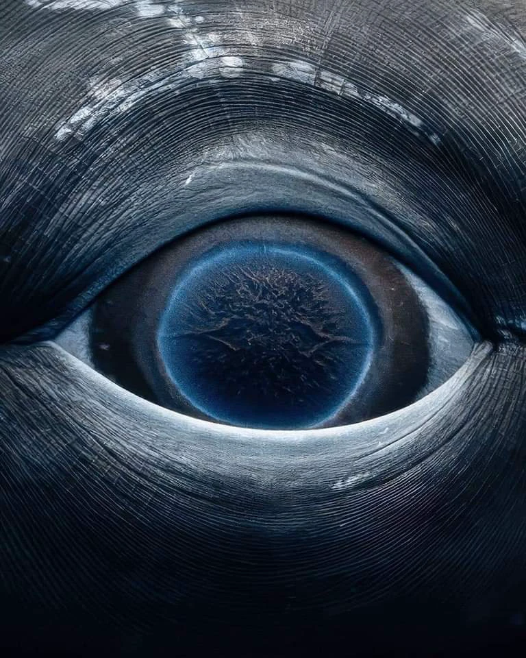 Eye of the deep