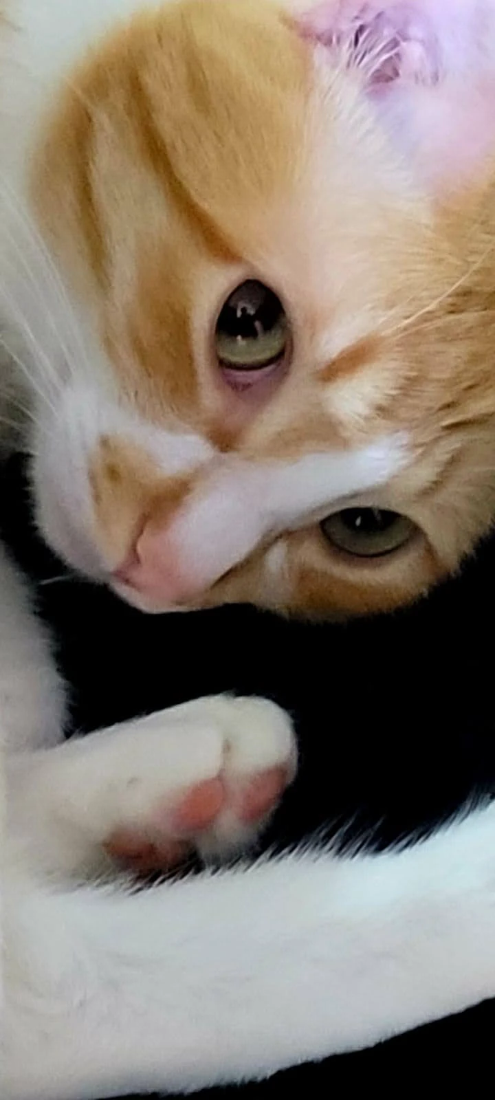 Darcy the cat