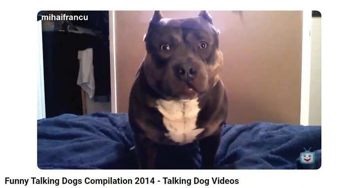 Talking dog youtube video 2