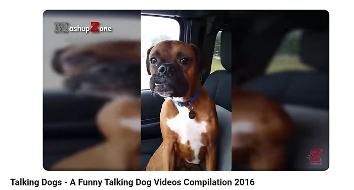 Talking dog youtube video 3