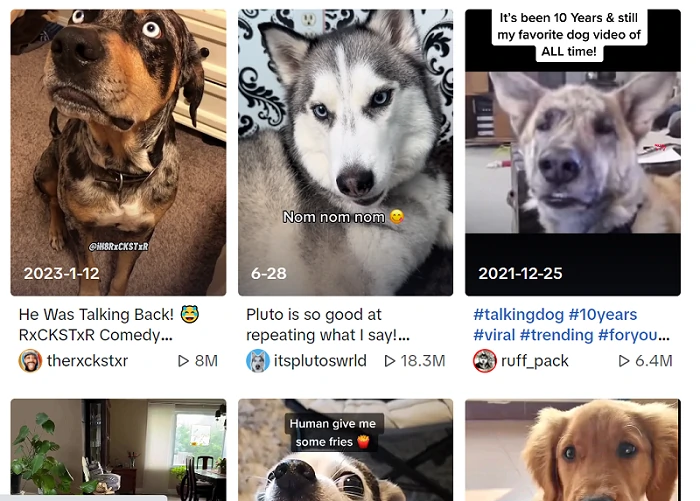 different dog talking videos on TikTok