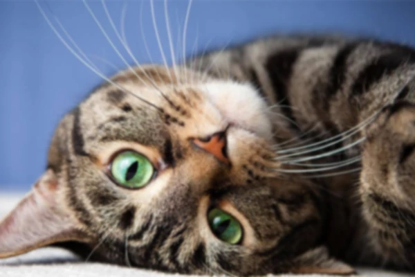 The effect of the 4K image upscaler