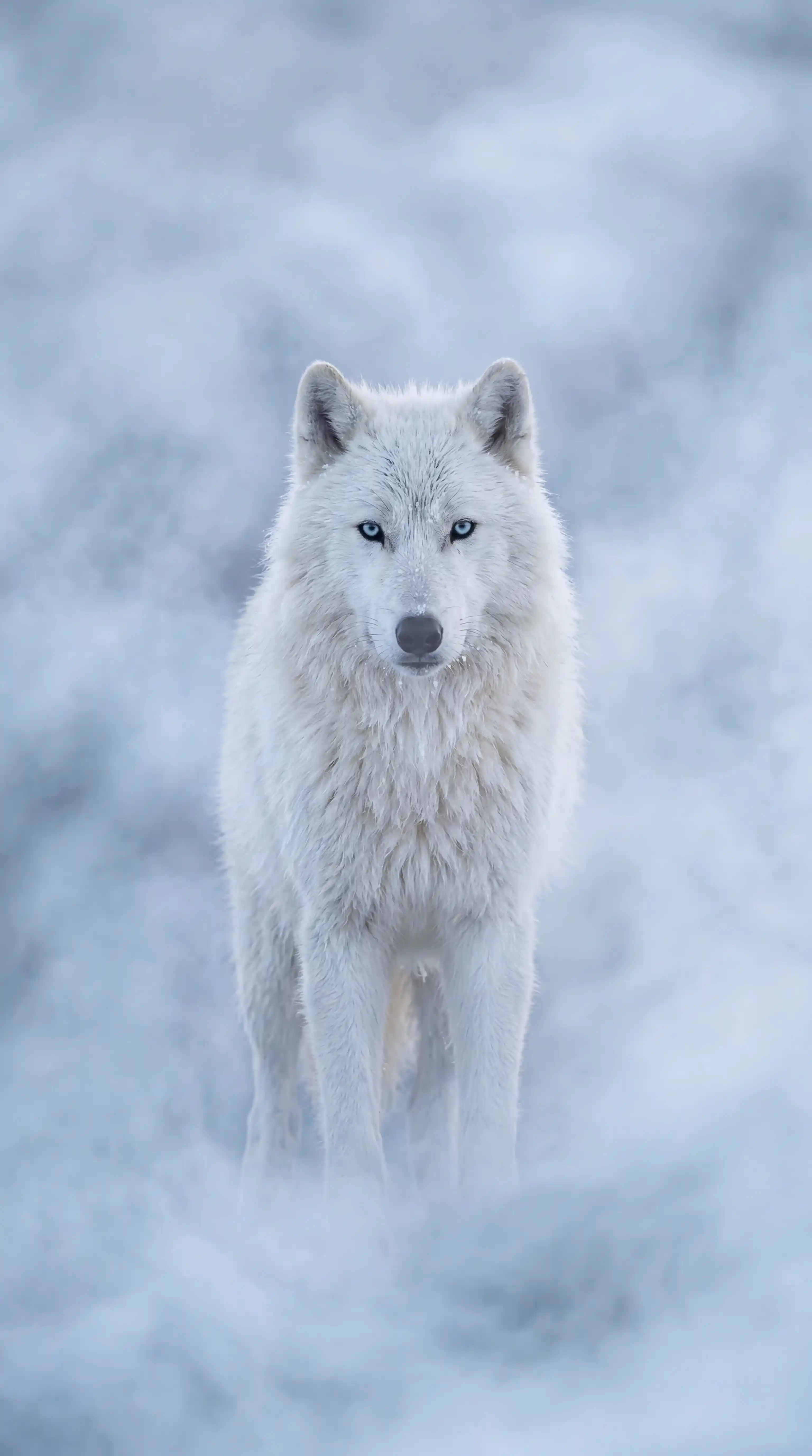 Grok Imagine Prompt Example โ Arctic White Wolf Standing in Pale Blue Mist Wildlife Photography