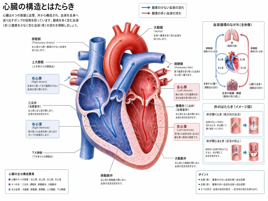 心臓断面図の教材
