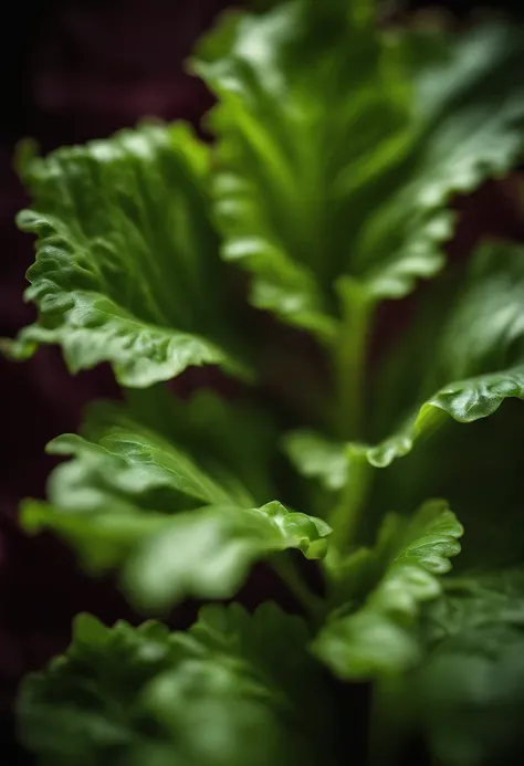 an abstract shot of lettuce leaves arranged in a visually appealing pattern or design, experimenting with creative compositions and lighting techniques to create a visually stunning image