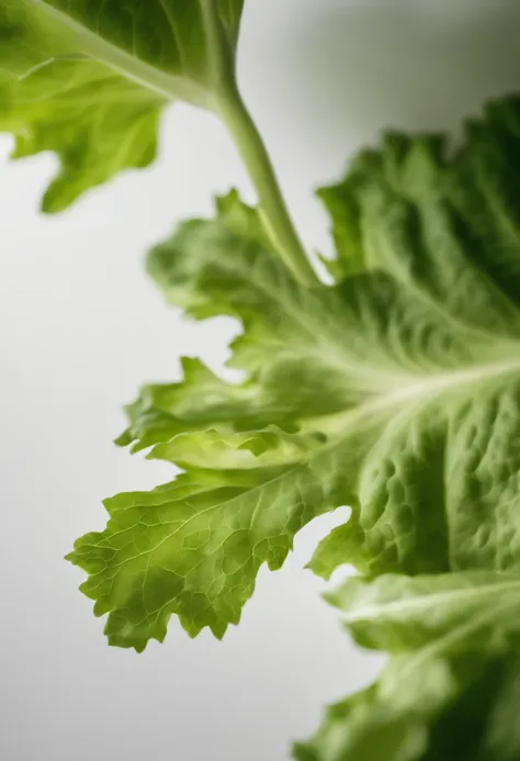 a minimalistic shot of a single lettuce leaf against a clean, white background, allowing the vibrant green color to be the focal point