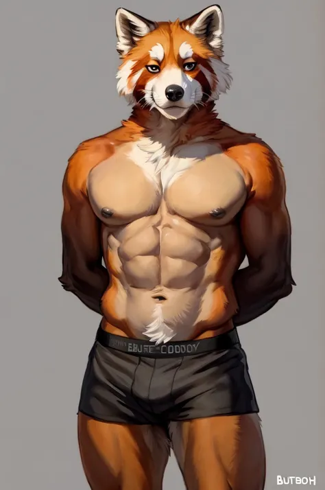 Solo, Furry, Anthro, Red Panda, Male, E621, Standing, Wearing Bikini, Wearing Boxer Shorts, Muscular Body, Front view, Hands behind back, Simple image background, by bebebebebe, by foxovh, by chelodoy, by butterchalk
