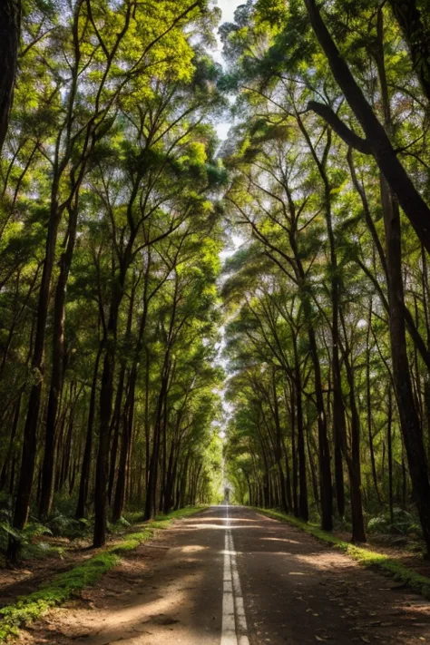 um caminho na floresta de eucaliptos, final da tarde, realista, 8k, fotografia