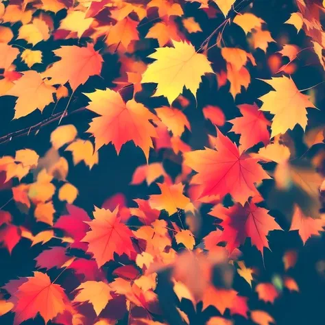 fall season, autumn, autumn leafs, autumn leafs falling, leafs falling.