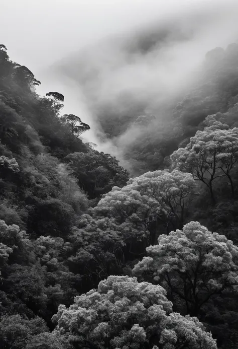 Uma paisagem em preto e branco sobre , ((dois morros um do lado do outro)), (full of trees and with fog halfway up the hill