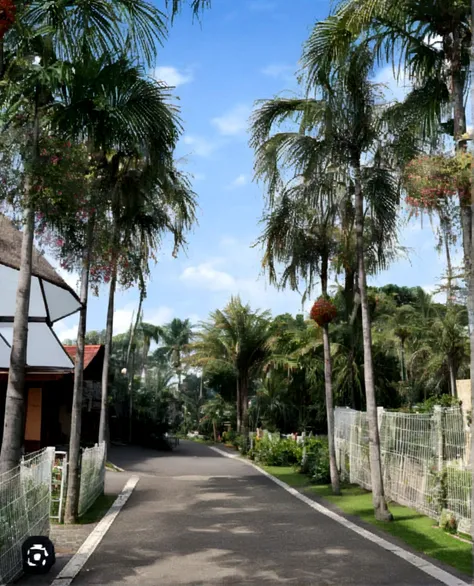 a view of a street lined with palm trees, tropical trees, exterior botanical garden, with palm trees in the back, natural botanical gardens, botanical garden, palm trees in the background, tree palms in background, varied trees in the back, botanic garden,...